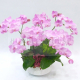 O0001蘭花