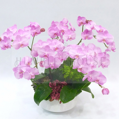 O0001蘭花
