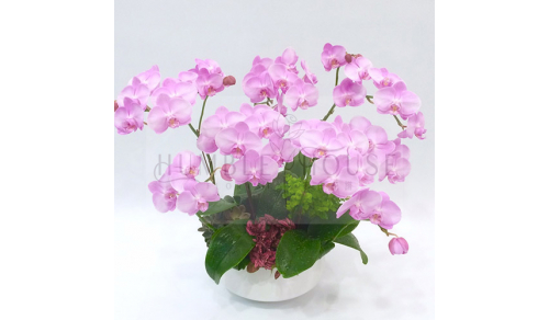 O0001蘭花