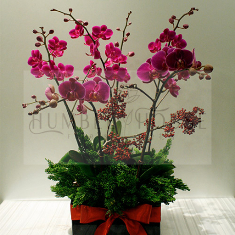 O0002蘭花