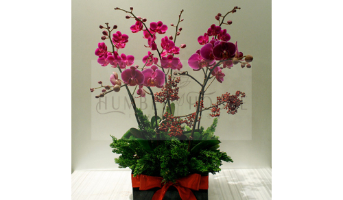 O0011蘭花