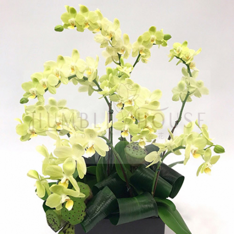 O0003蘭花