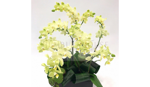 O0003蘭花