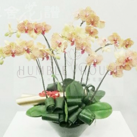 O0004蘭花