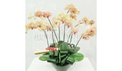 O0013蘭花