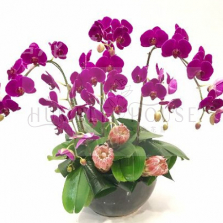 O0005蘭花