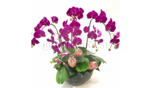 O0005蘭花