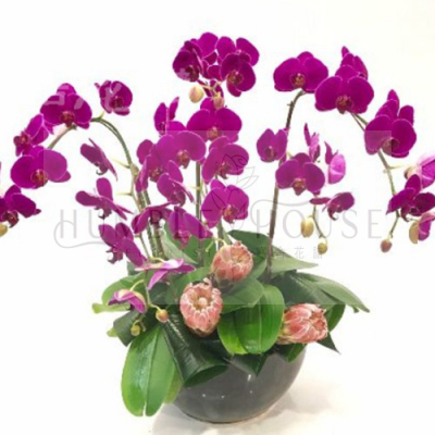O0005蘭花
