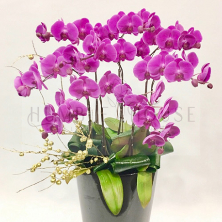 O0007蘭花