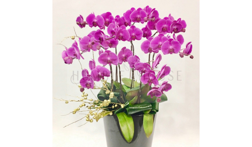 O0017蘭花