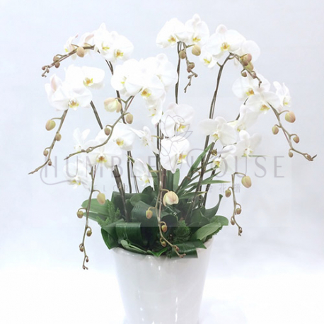 O0009蘭花