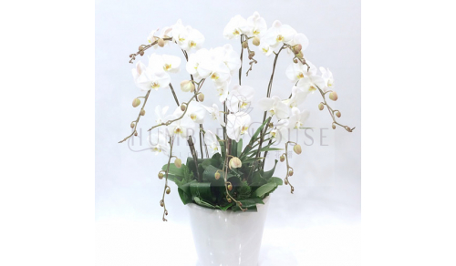 O0009蘭花