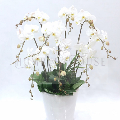 O0009蘭花