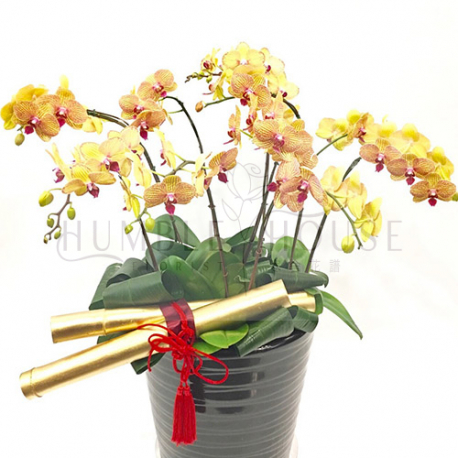 O0009蘭花