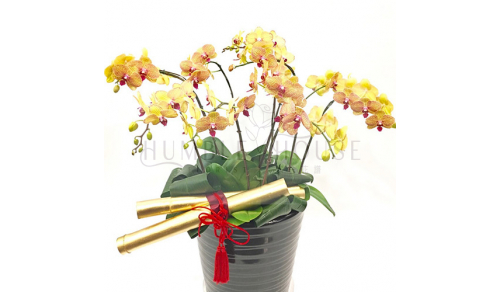 O0019蘭花