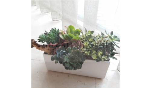 PP0009植栽盆景