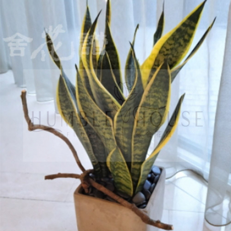 PP0007植栽盆景