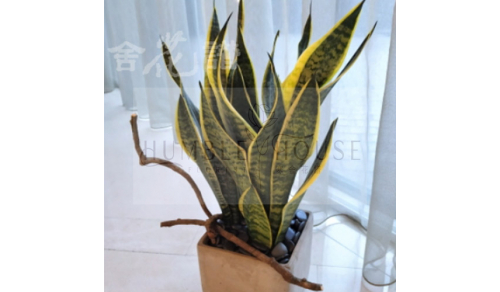 PP0007植栽盆景