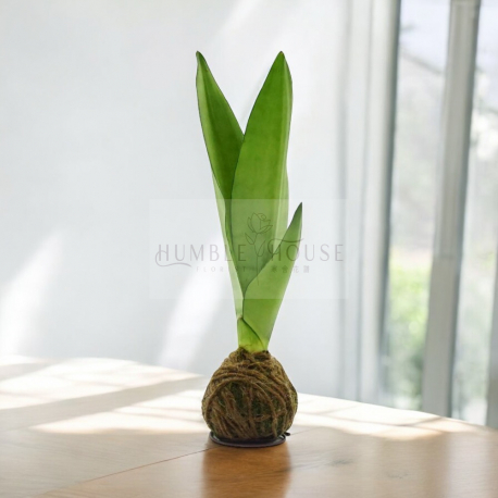 苔求虎尾蘭