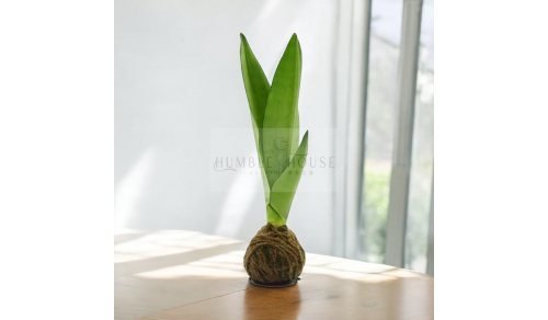 PP0015苔球虎尾蘭