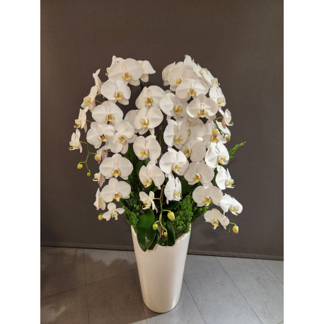 O0009蘭花