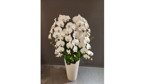 O0009蘭花