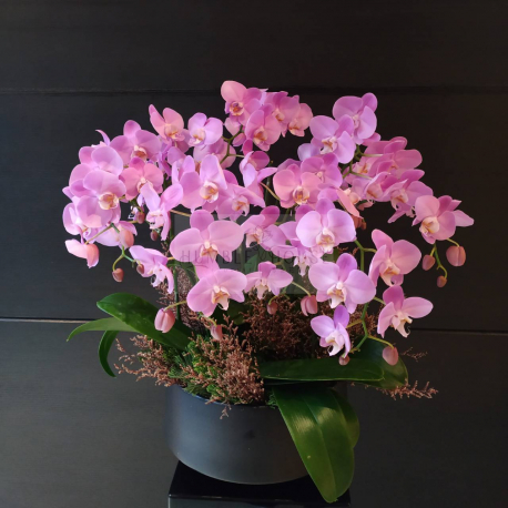 O0001蘭花