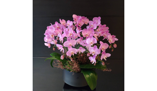 O0001蘭花