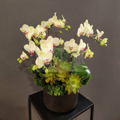 O0003蘭花