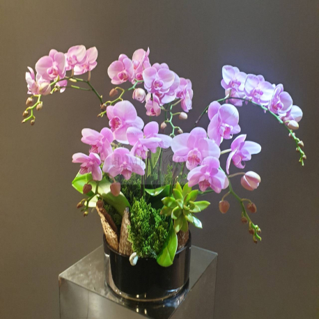 O0005蘭花