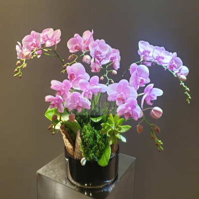 O0005蘭花