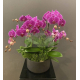 O0002蘭花