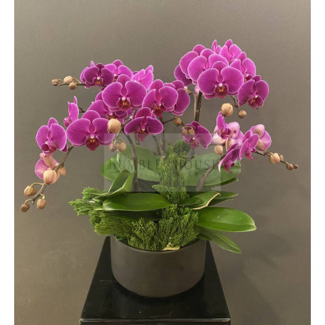 O0002蘭花