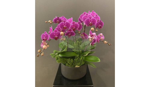 O0011蘭花