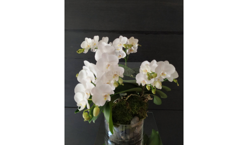 O0013蘭花