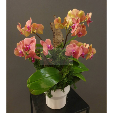 O0005蘭花