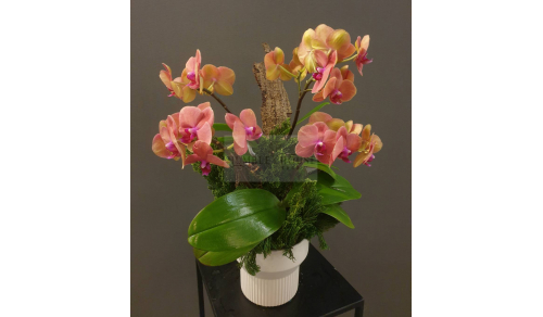 O0015蘭花