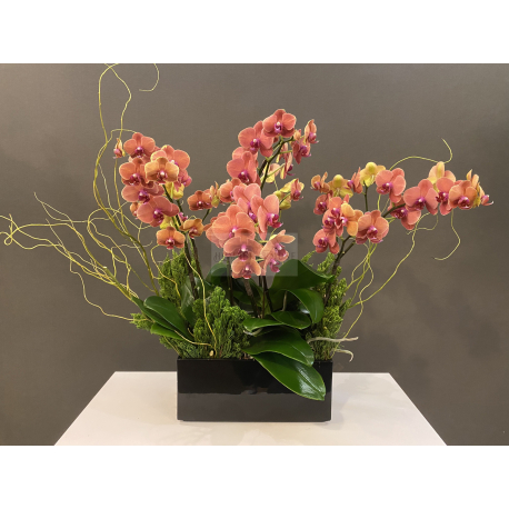 O0009蘭花
