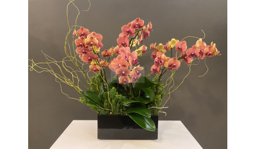 O0019蘭花