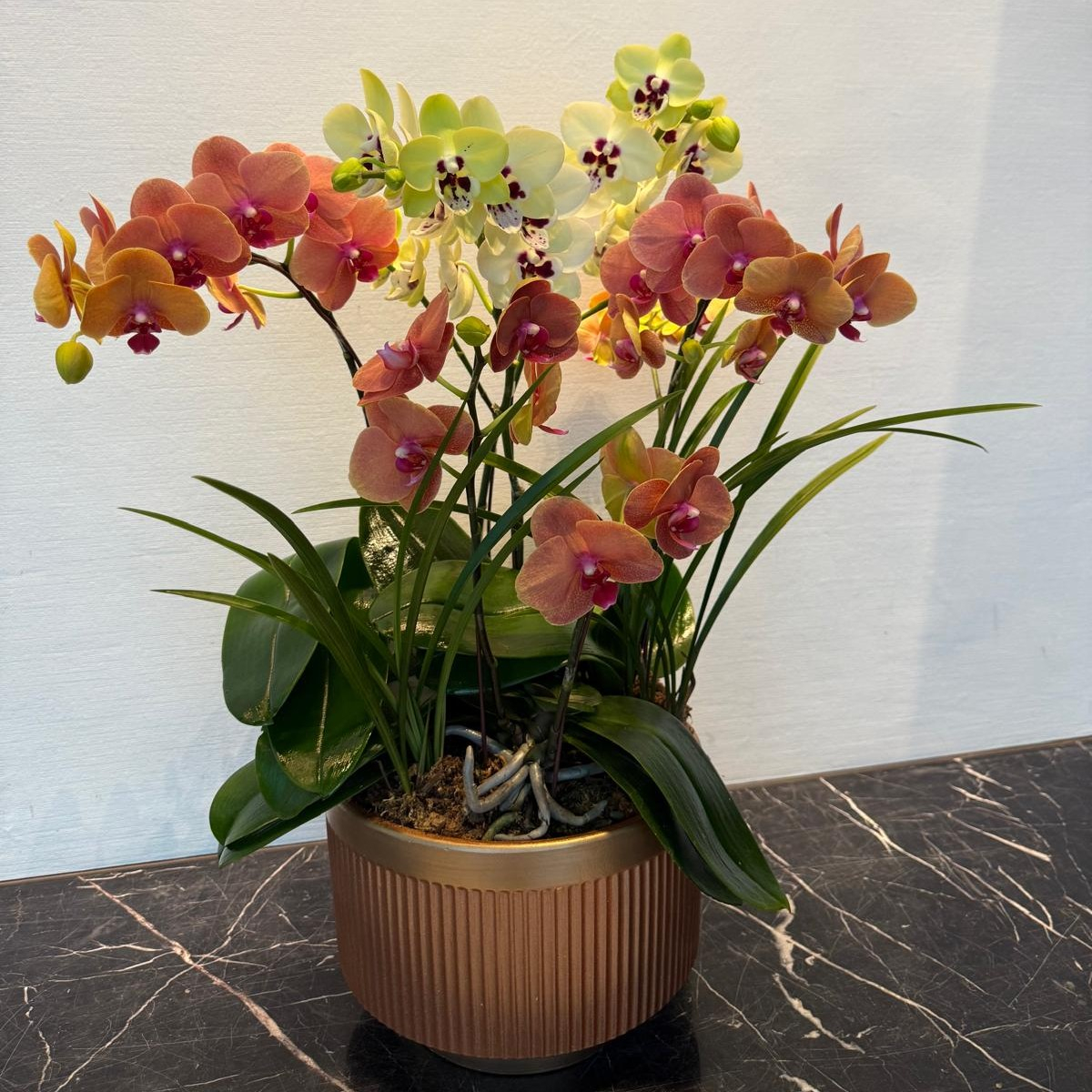 O0002蘭花- 寒舍花譜- My humble house flower spectrum Ltd.